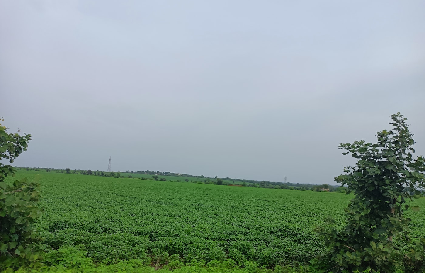 Irrigated agricultural land in A.K. Palem