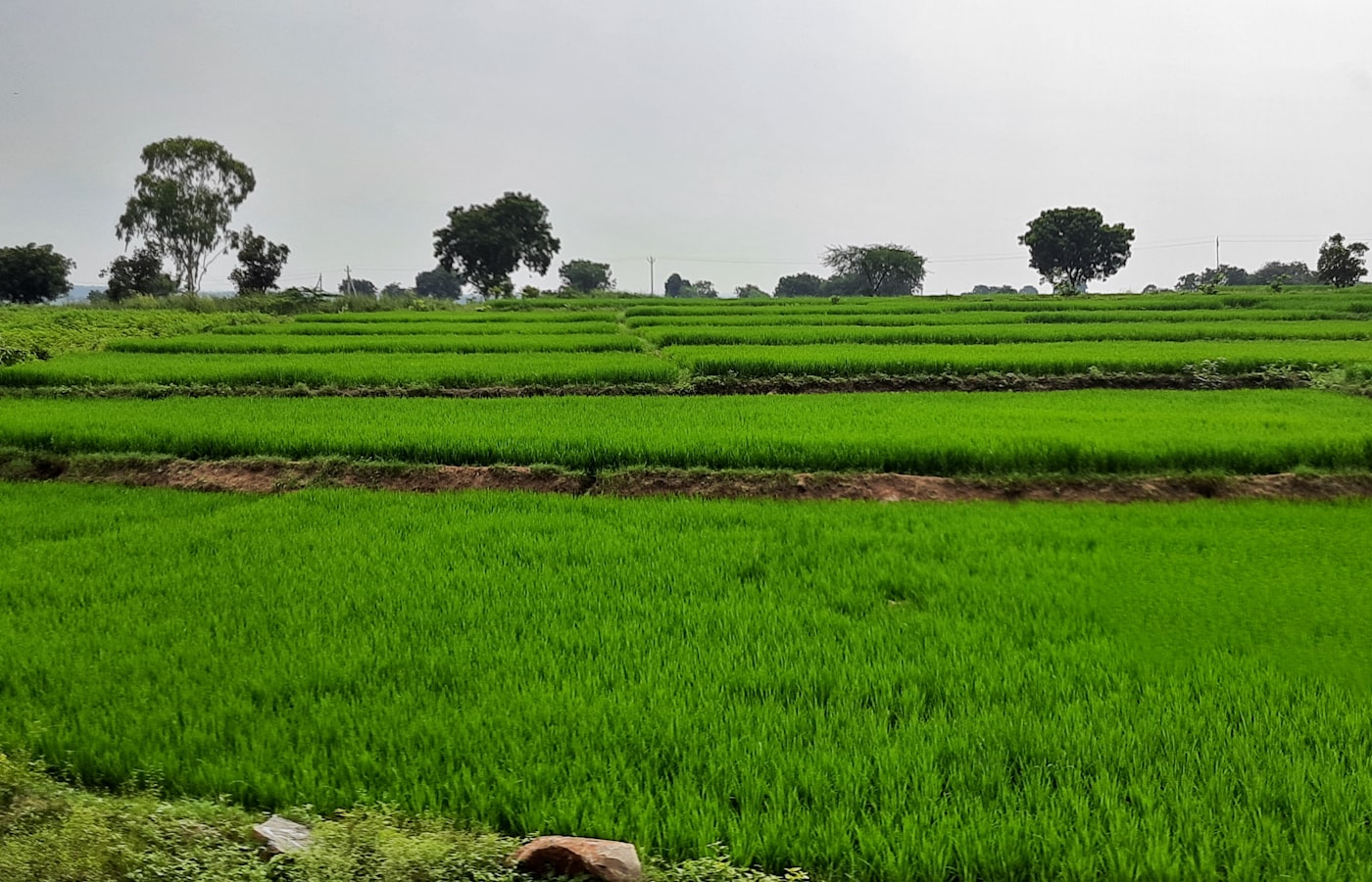 Productive farm parcel in B.Kothakota