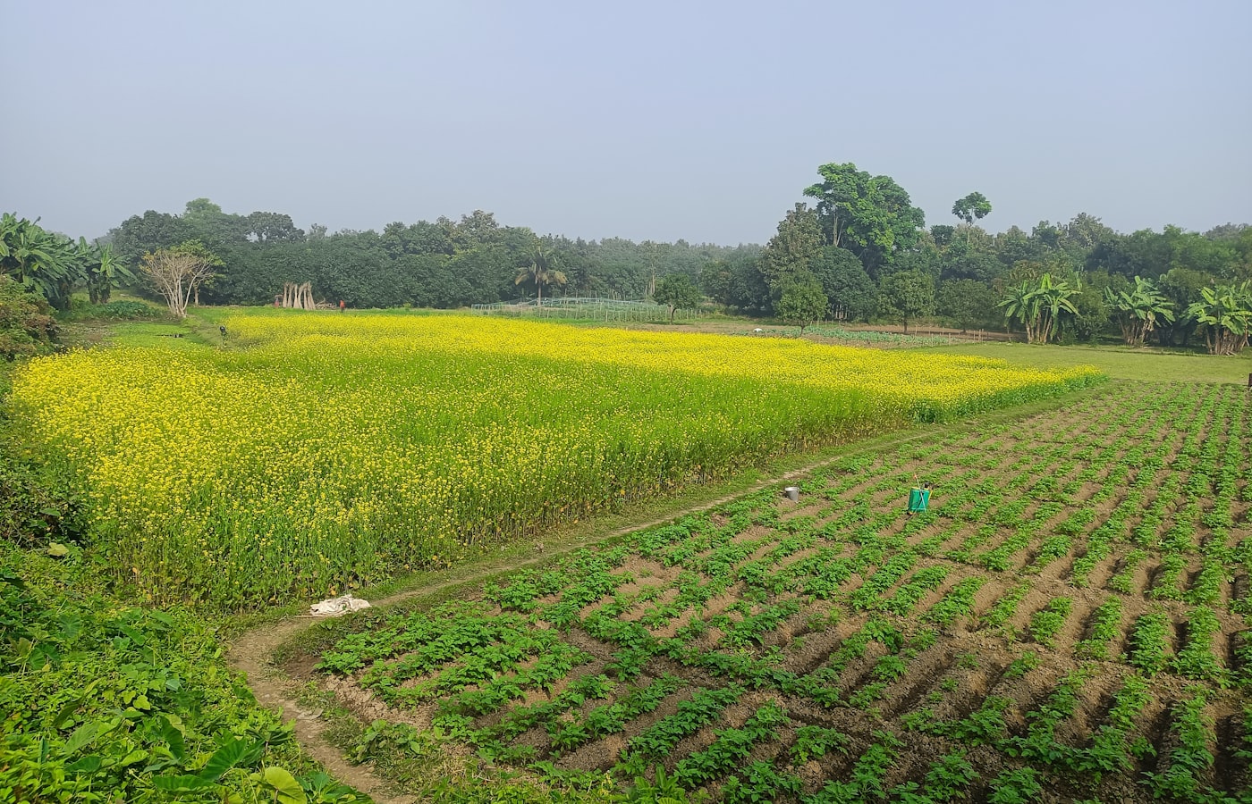 3.55-acre cultivated land near Addategela