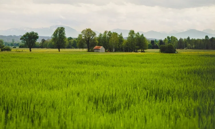 Farm land near Ongole