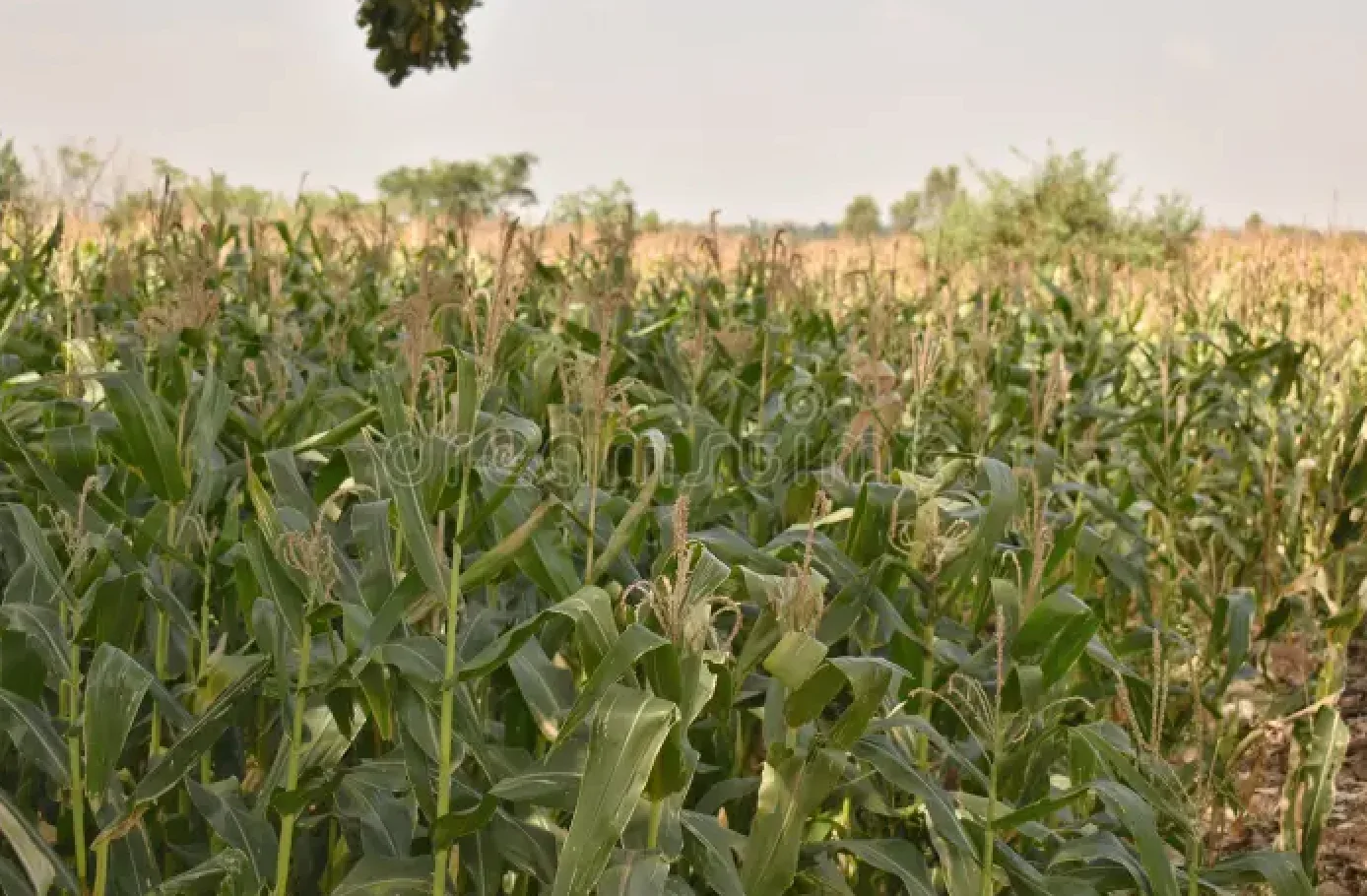Farm land near Chimakurthi