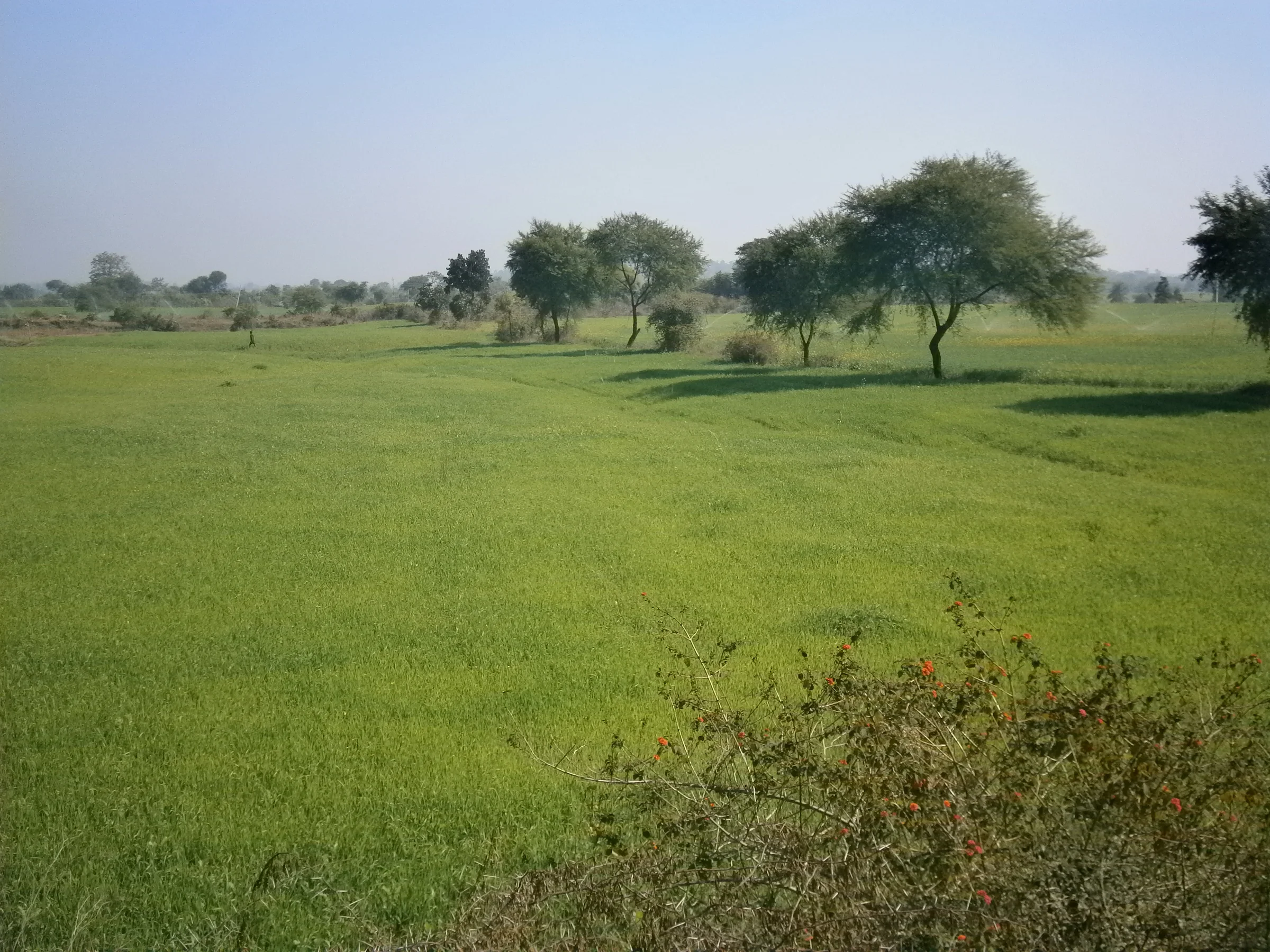 Farm land near Ongole