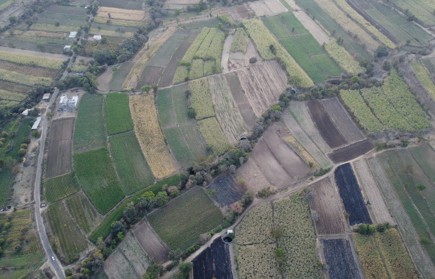 Irrigated agricultural land in Achanta Vemavaram