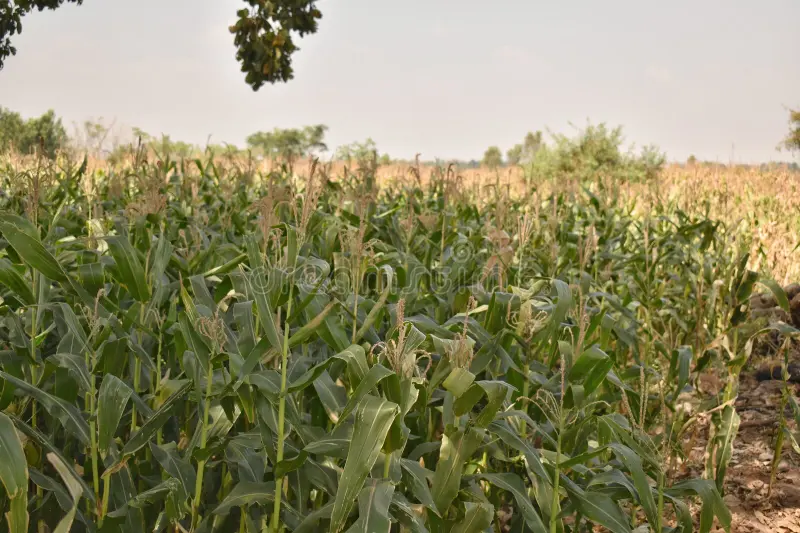 1.65-acre Bare agricultural land near Manchikala Padu