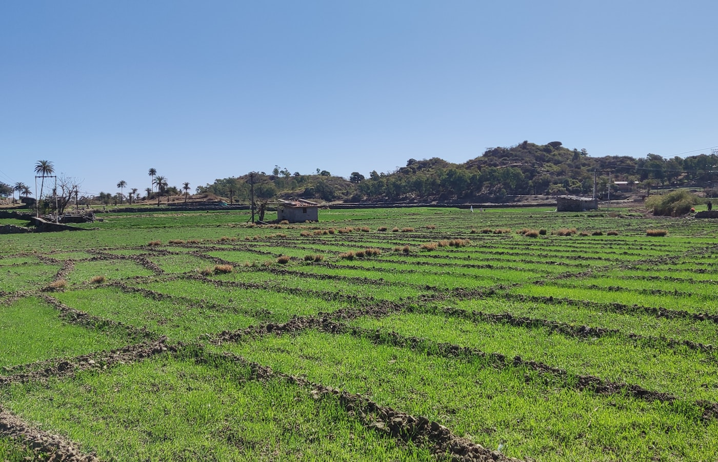 Agricultural land with borewell near Ahobilam